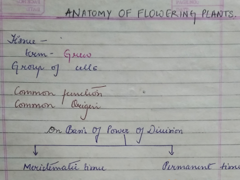 Anatomy of Flowering Plant notes pdf for NEET
