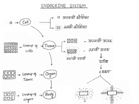 Biology handwritten Notes pdf in Hindi for UGC NET