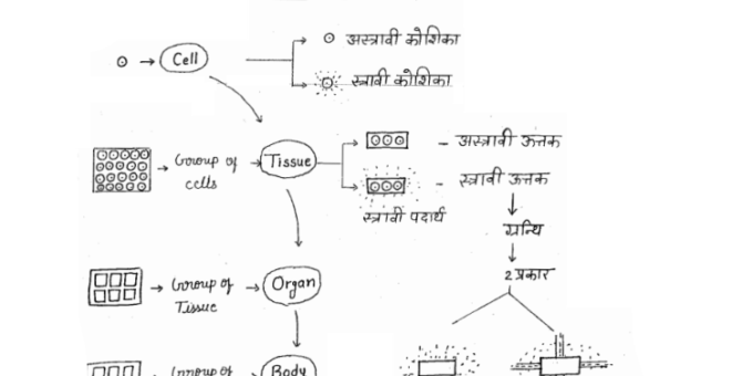 Biology handwritten Notes pdf in Hindi for UGC NET