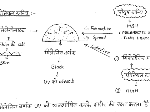 Biology handwritten Notes pdf in Hindi for SSC CGL