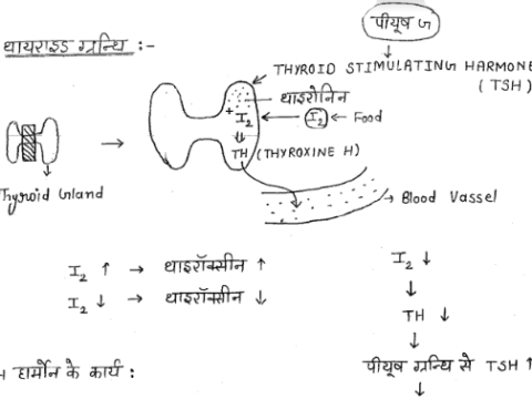 MPESB PNST Biology handwritten Notes pdf in Hindi