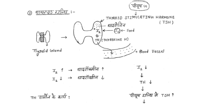 MPESB PNST Biology handwritten Notes pdf in Hindi