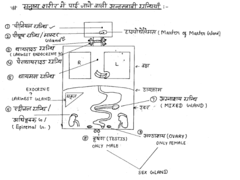Most Important Biology handwritten Notes pdf in Hindi