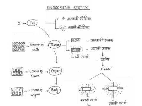 Biology handwritten Notes pdf in Hindi