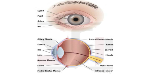 Human Eye Structure and Function PDF