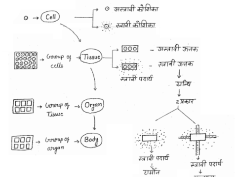 Biology Notes pdf- Bihar Teacher 2023
